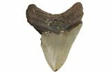 Bargain, 4.95" Fossil Megalodon Tooth - North Carolina - #190830-2